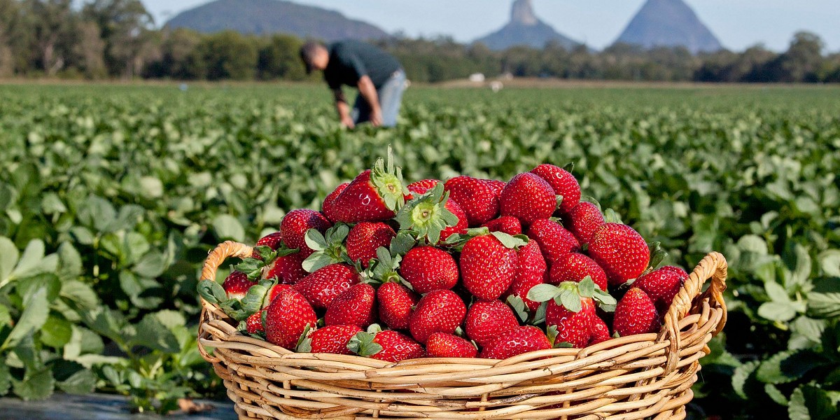 Strawberry and orange farms